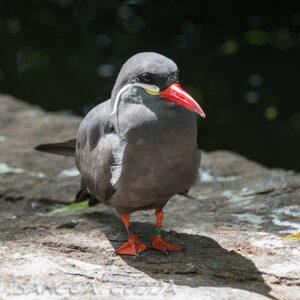 Zoo Emmen  Artikel